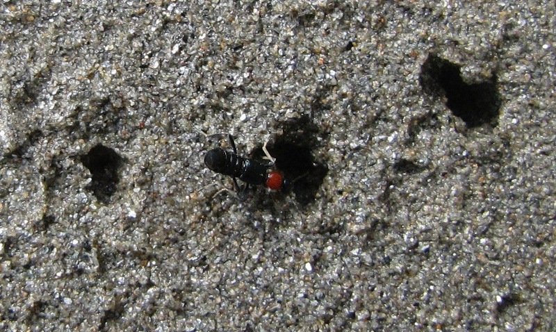 Esperti di Staphylinidae, mi date una mano? Paederidus sp.